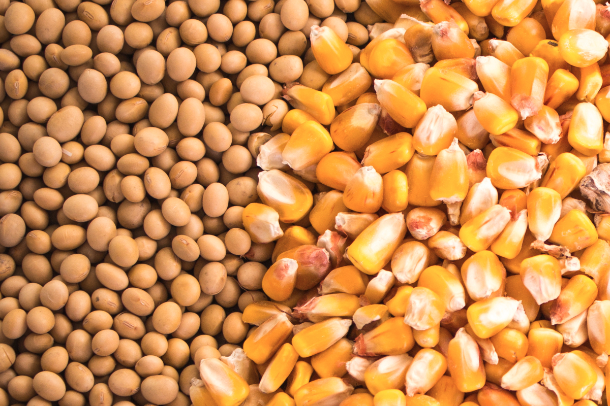 Soybeans and corn