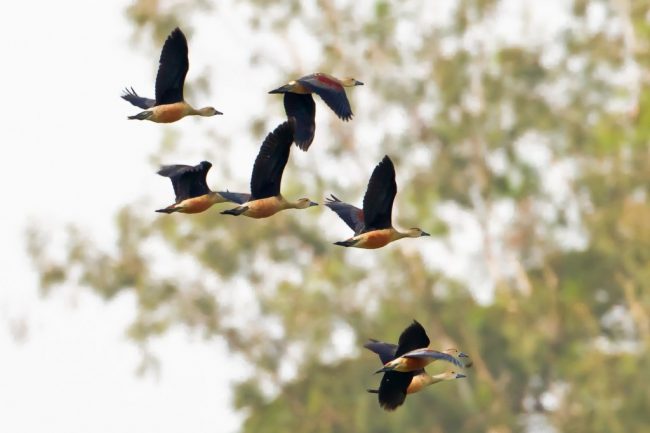 bird friendly coffee in India
