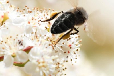 Black BeeOme is an extract of fermented ho<em></em>ney produced by the Swiss Black Bee