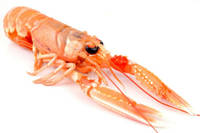 langoustine-reduct