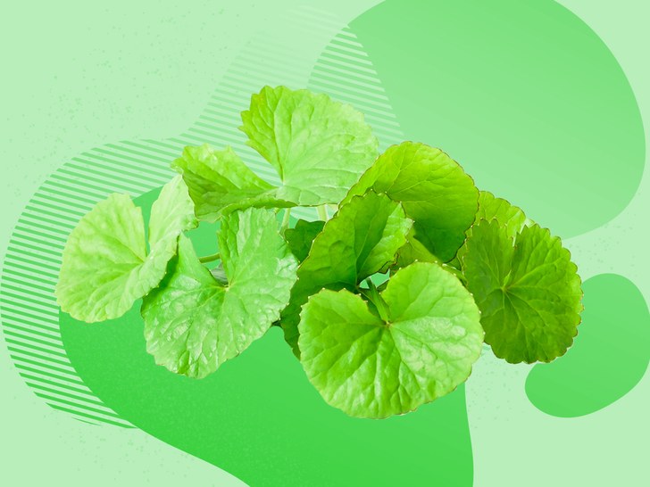 image of a centella asiatica plant