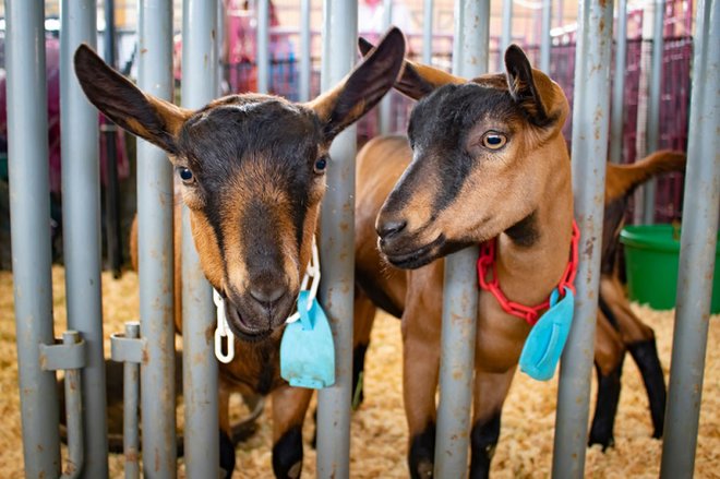 Toddler Dies from E. Coli After Visiting Petting Zoo at County Fair