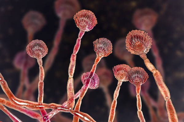 Fungus Aspergillus flavus, the major producer of aflatoxin in crops, DrMicrobe