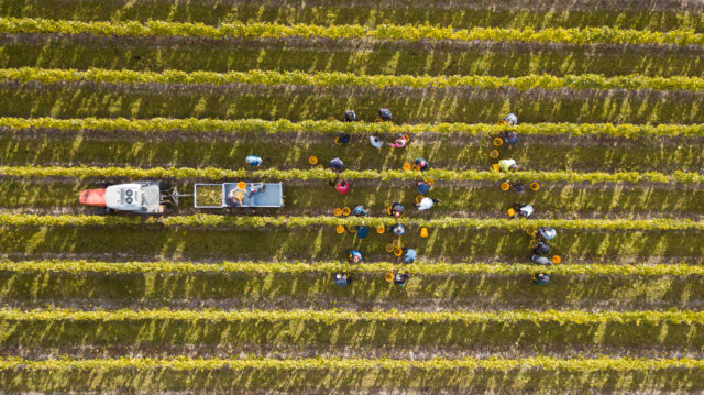随着葡萄酒产量到2024年达到240万瓶，Chapel Down的销量上升了10%