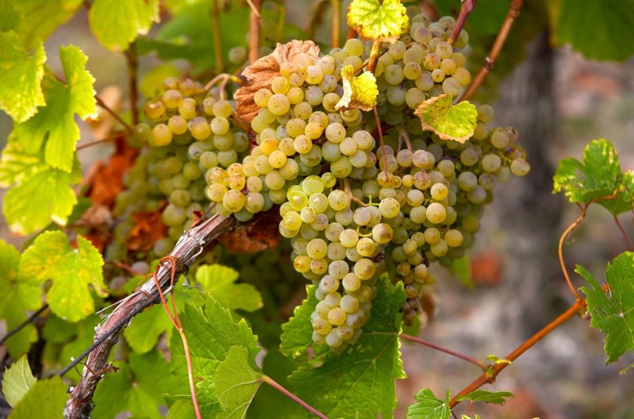 什么是Savagnin？问Decanter