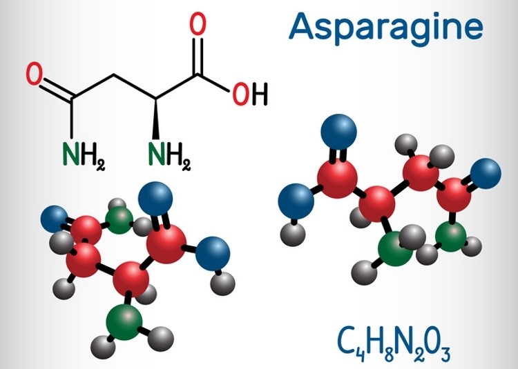 The structural chemical formula and molecule model of asparagine. Pic: ?GettyImages/Bacsica