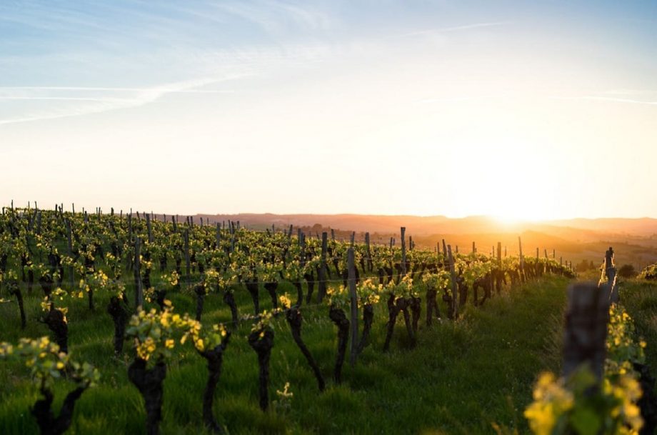 french wine culture