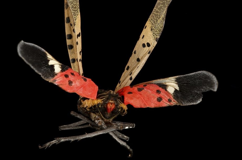 lanternfly wine