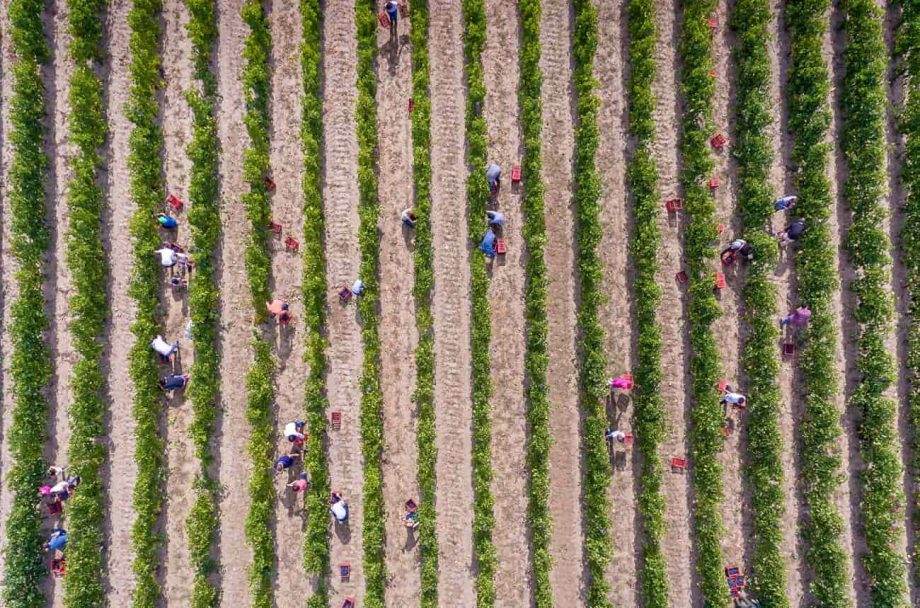 ethical wine