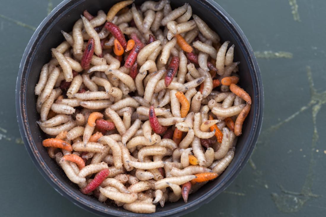 Maggots in a bowl