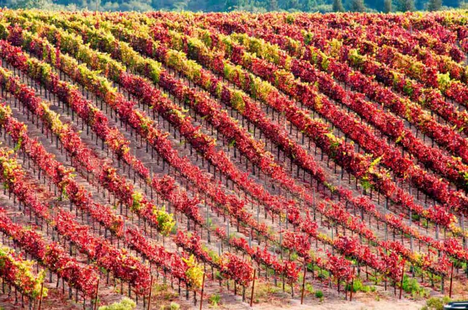 laetitia winery