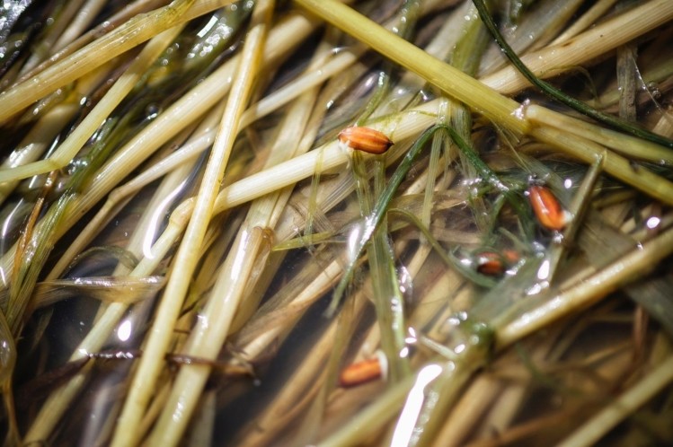MossaRisella believes sprouting brown rice is the new superfood that will take plant-ba<em></em>sed by storm 