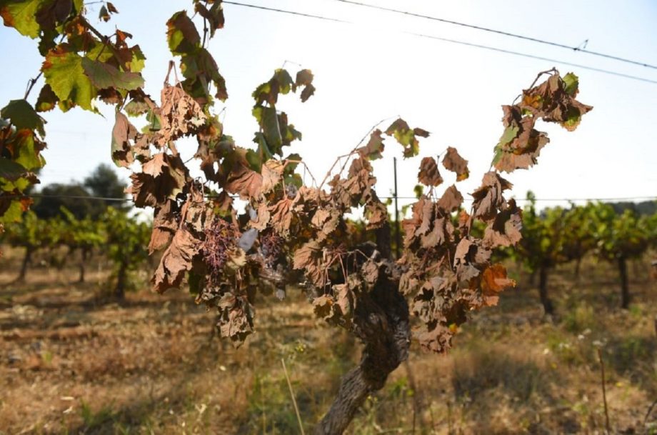 french wine 2019