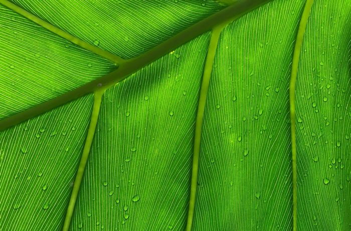 Close up of the palm tree leaf with water drops on it - Photo by Nicholas Stanley on Unsplash