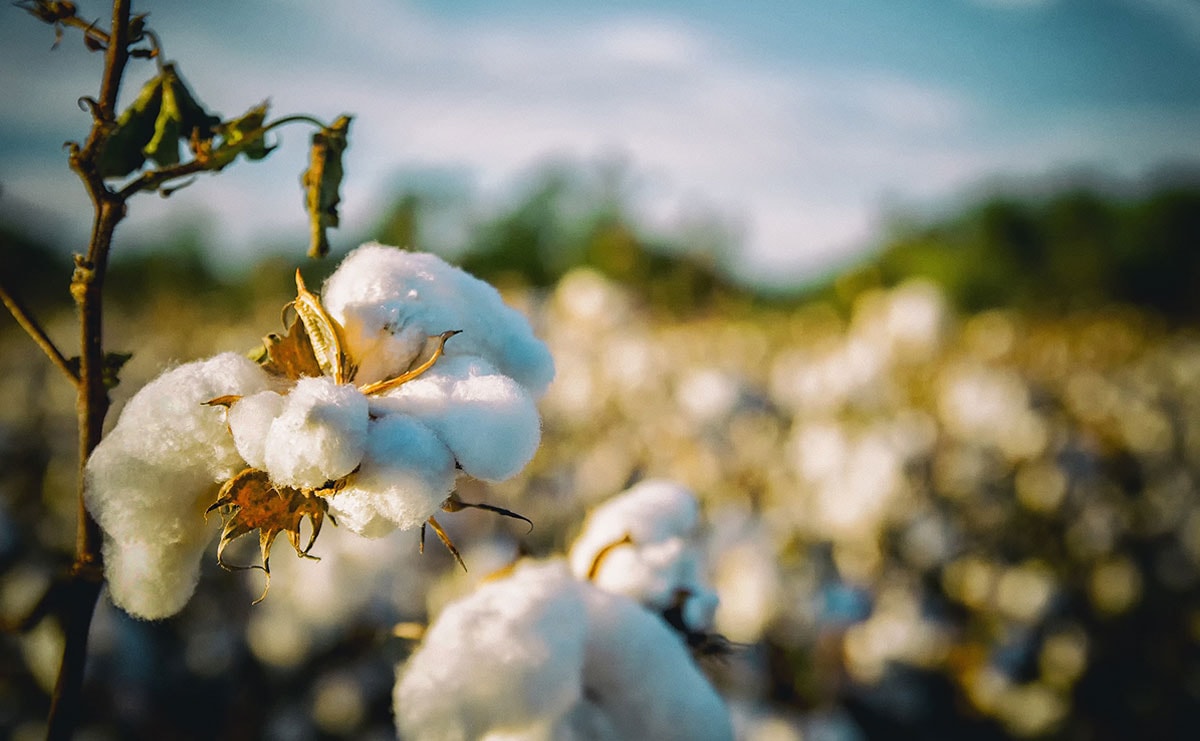 H&M Group, Gap Inc. top Better Cotton Initiative 2018 Leaderboard