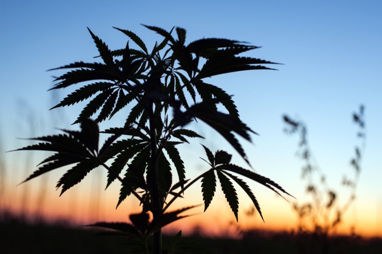 The future of hemp foods in the EU remains uncertain ?iStock/Yarygin