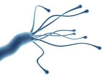 How do cancer-causing bacteria take over our stomachs?