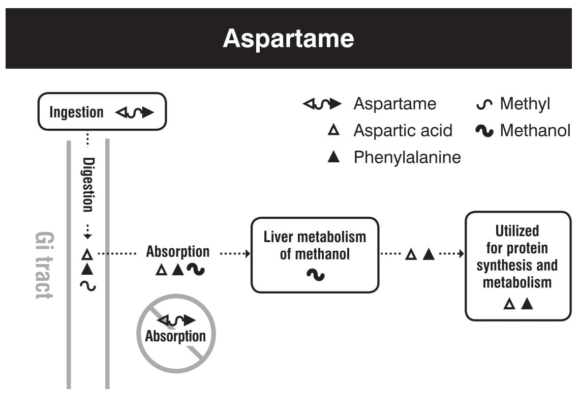 Aspartame digestion absorption me<em></em>tabolism excretion