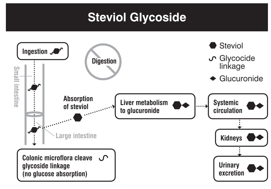 Stevia digestion absorption me<em></em>tabolism excretion