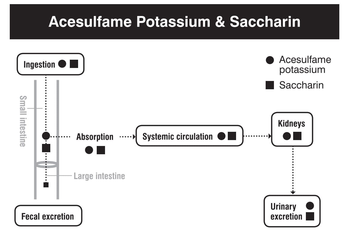 Saccharin digestion absorption me<em></em>tabolism excretion