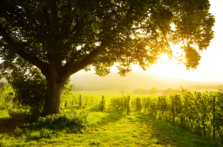 English wine change