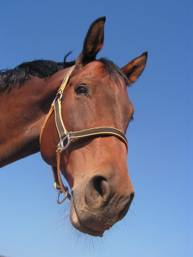 cart before the horse