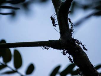 Bacteria living on insects could provide new antibiotics