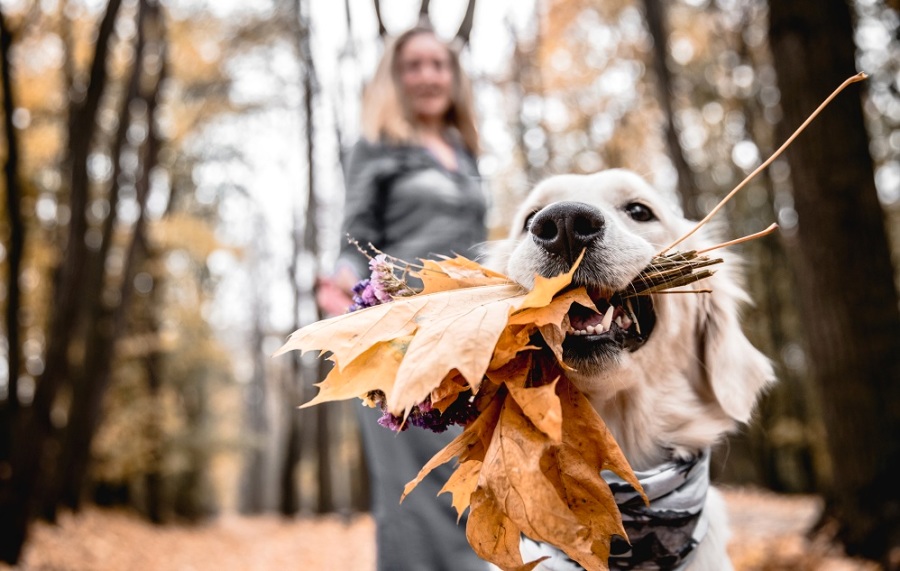 November Fall Leaves