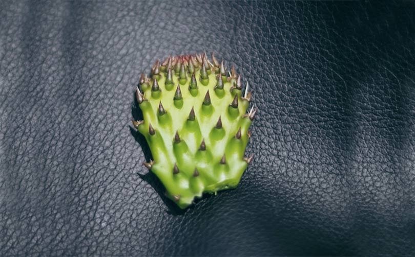 Vegan cactus leather from Mexico: new favorite for luxury at Lineapelle Milan