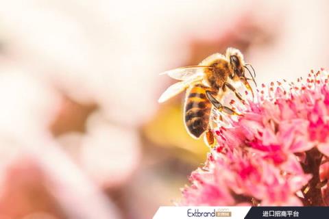 GettyImages-CBCK-Christine bee honey