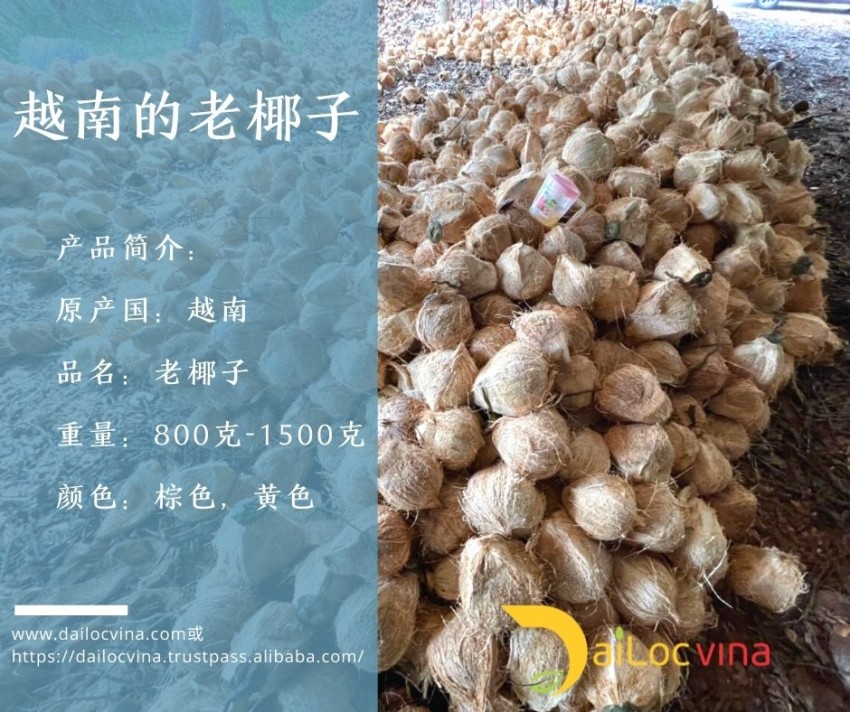 越-南-便-宜-的-老-椰-子 (10)