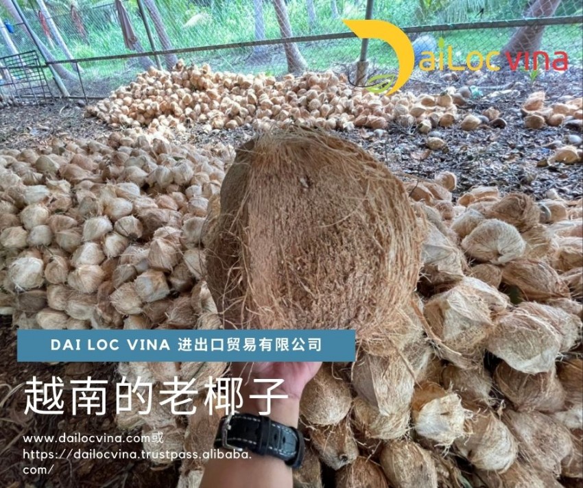 越-南-便-宜-的-老-椰-子 (8)