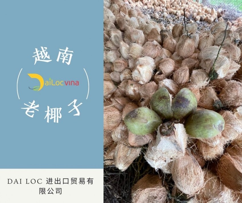 越-南-便-宜-的-老-椰-子 (9)