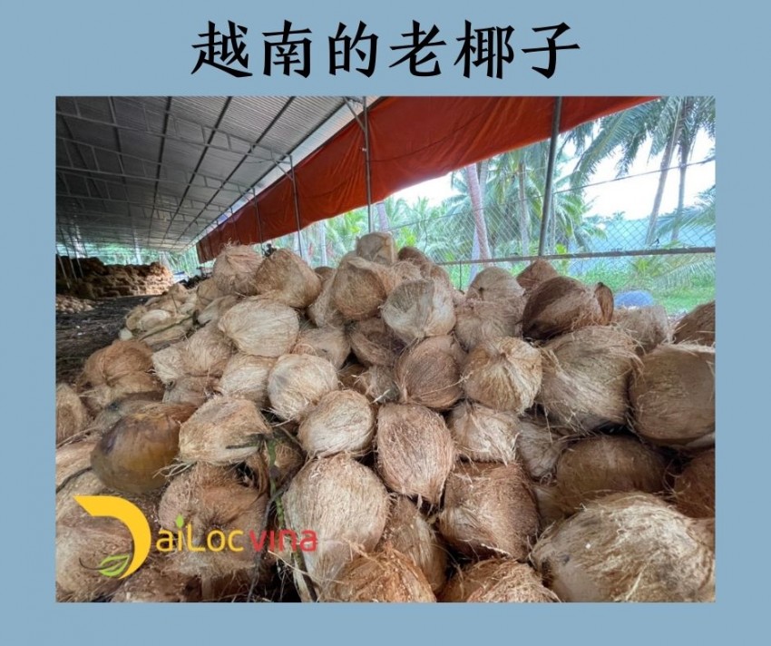 越-南-便-宜-的-老-椰-子 (13)