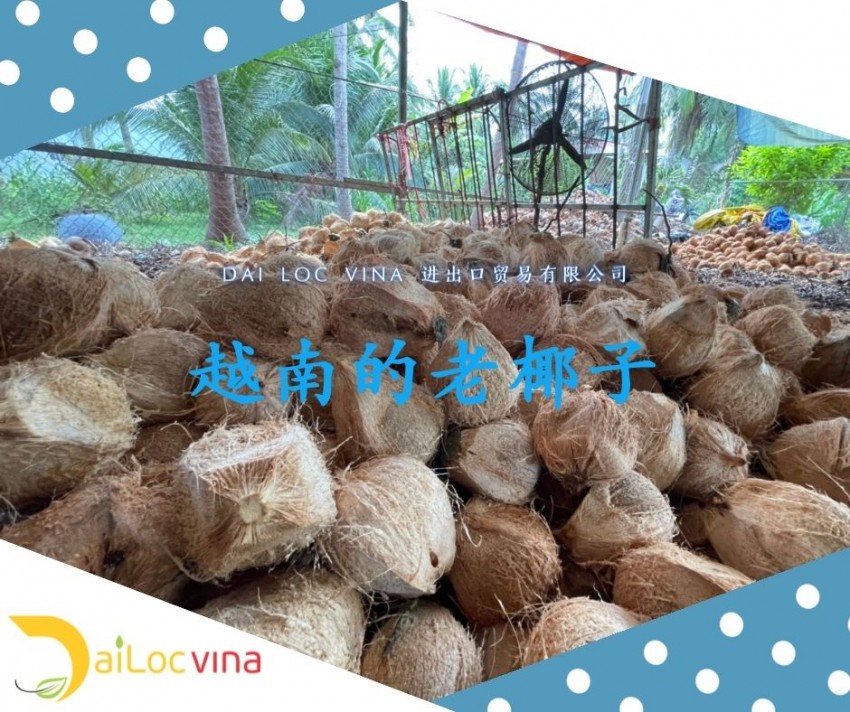 越-南-便-宜-的-老-椰-子 (6)